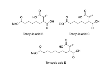 08, Tensyuic acids.pdf